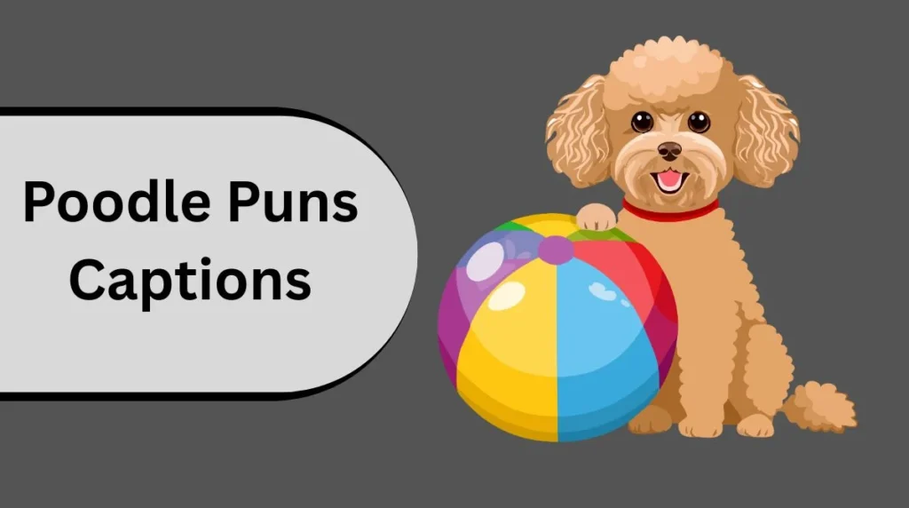 Poodle Puns Captions