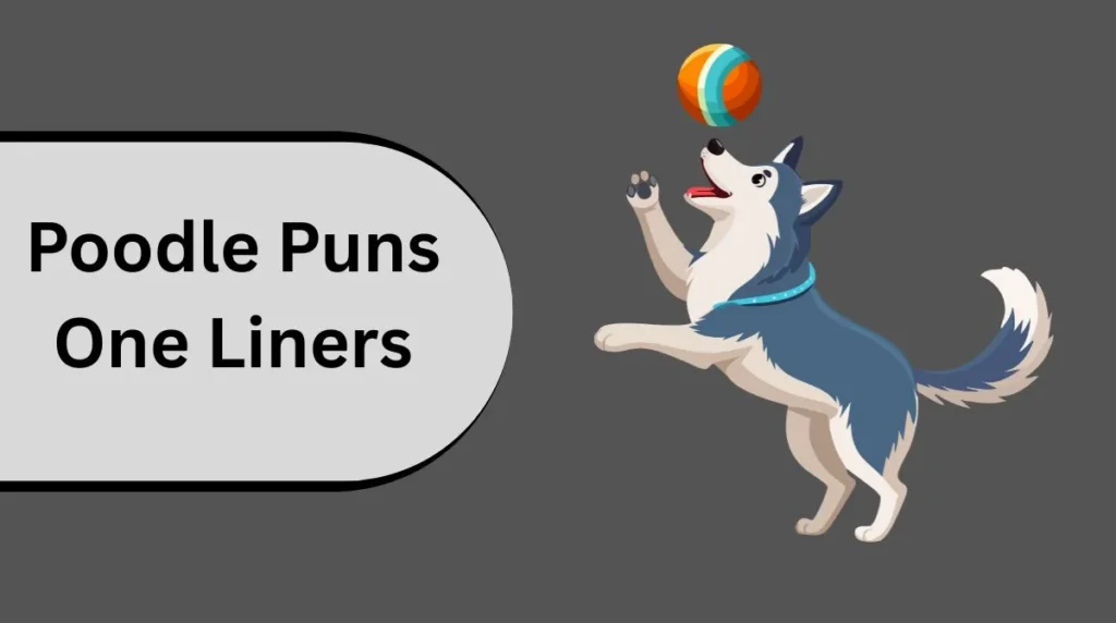 Poodle Puns One Liners