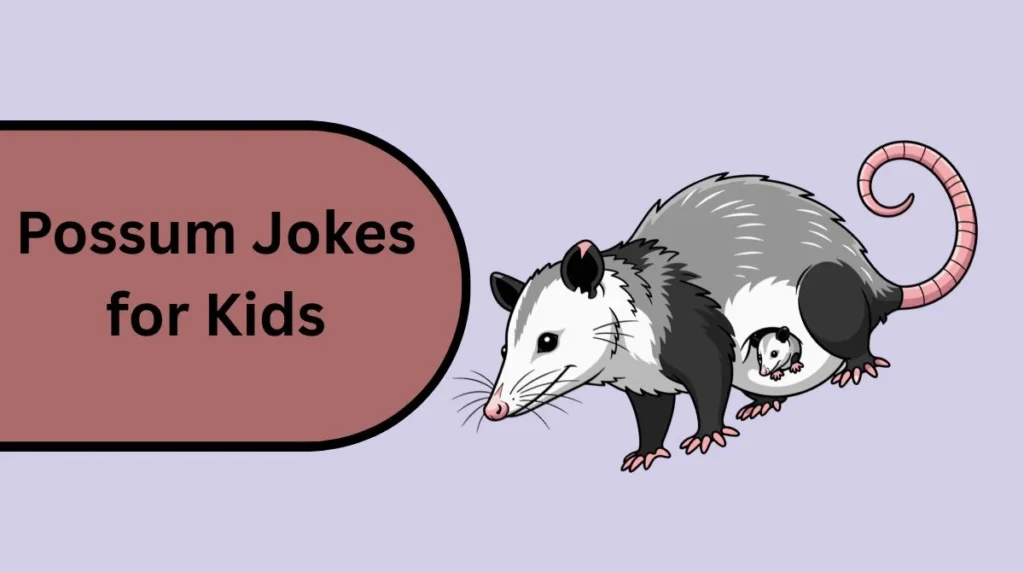 Possum Jokes for Kids